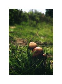 Close-up of fruit on grass