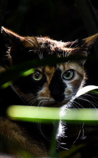 Close-up portrait of cat