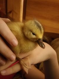 Cropped image of hand holding glass