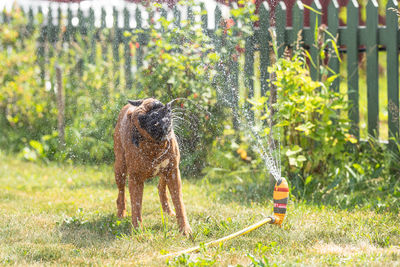 German boxer dog plays with a garden sprinkler on a summer day on the lawn, lawn watering devices