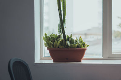 Potted plant on window sill at home