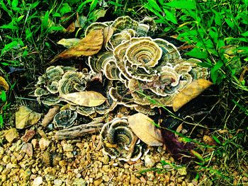 High angle view of plants