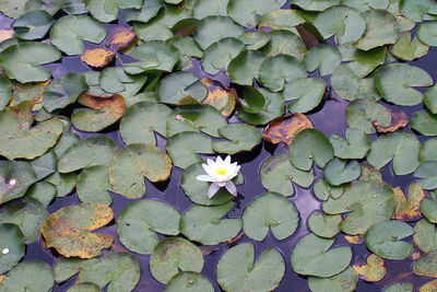 Close-up of flowers