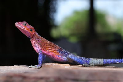 Close-up of lizard on rock