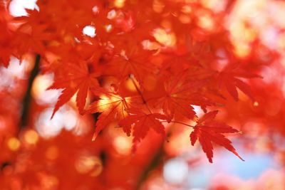 Close-up of maple tree during autumn