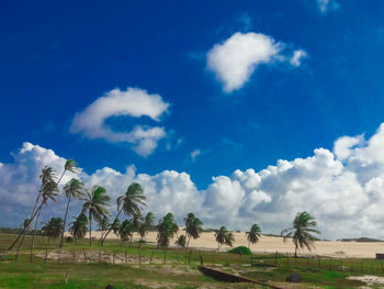 Panoramic view of palm trees on landscape against blue sky