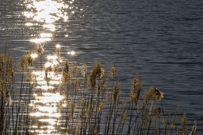 Reflection of plants in lake