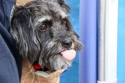 Close-up of dog