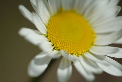 Close-up of white daisy flowers