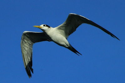 Low angle view of seagull flying against clear blue sky