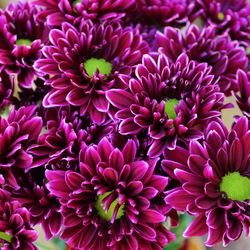 Close-up of pink and purple flowers