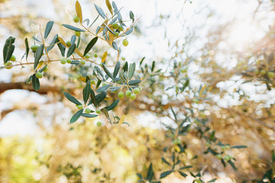 Close-up of flowering plant