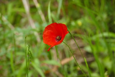 Close-up of red poppy flower on field