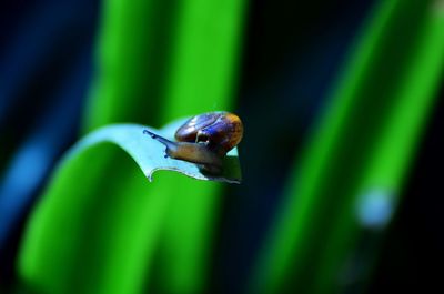 Close-up of snail on leaf