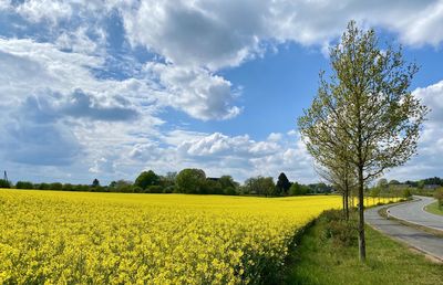 Fields of gold ii