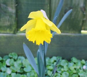 Close-up of yellow flower