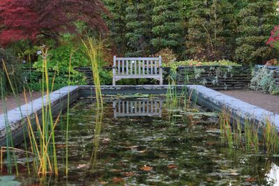 Scenic view of lake in forest