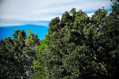 Low angle view of trees against sky in forest