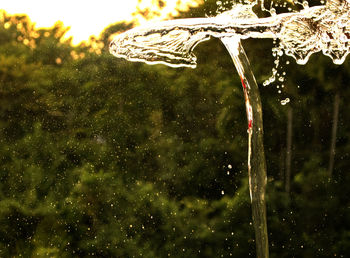 Close-up of water drops on tree