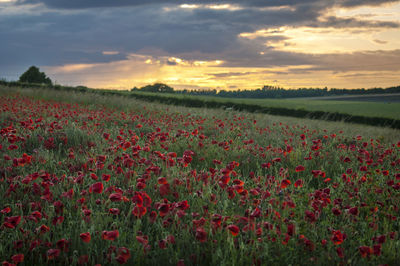 Scenic view of field against sky during sunset