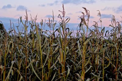 Close-up of crops growing in field against sky