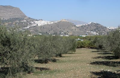 Scenic view of field against clear sky