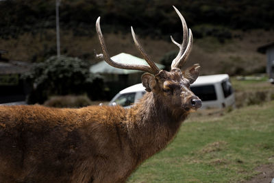 Close-up of deer