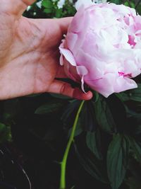 Close-up of pink rose flower