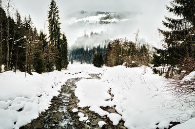 Snow covered pine trees in forest against sky