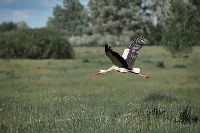 Dult stork flies over an empty field, village