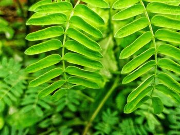 Close-up of green leaves