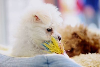 Close-up of dog relaxing