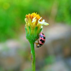 Close-up of ladybug on yellow flower