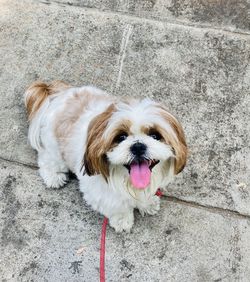 High angle view of dog on footpath