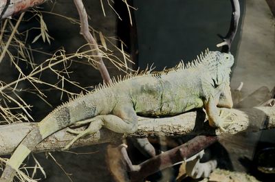 Close-up of a iguana