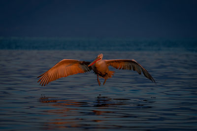 Bird flying over lake