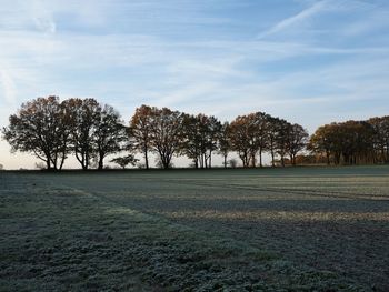 Trees on field against sky