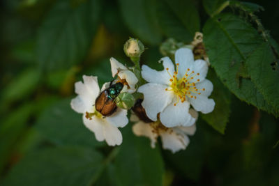 Close-up of white flowering plant