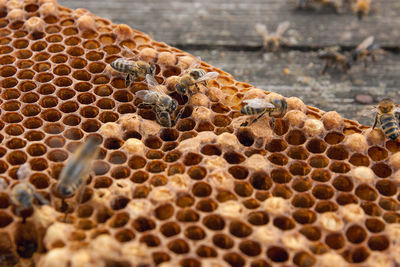 Close-up of bee on rock