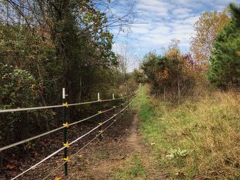 Railroad track amidst trees against sky