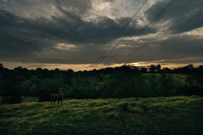 Scenic view of field against sky during sunset