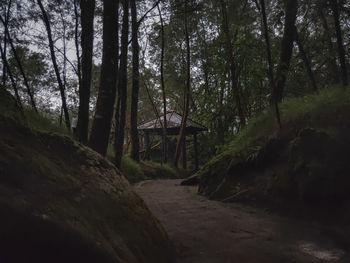 Scenic view of trees in forest