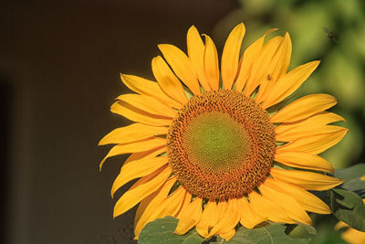 Close-up of sunflower