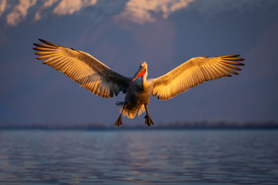 Bird flying over lake