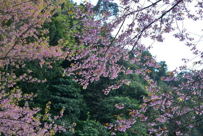 Low angle view of flowers on tree