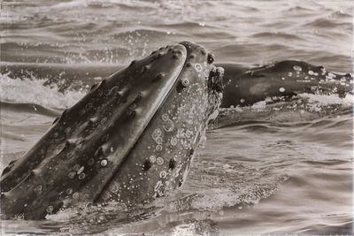 View of turtle swimming in sea