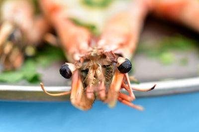 Close-up of insect on hand