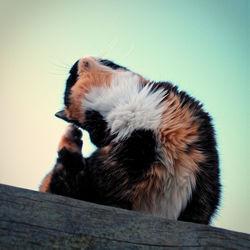 Close-up of dog looking at camera