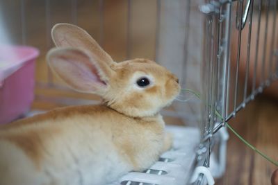 Close-up of a rabbit in cage