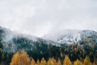 Pine trees in forest against sky